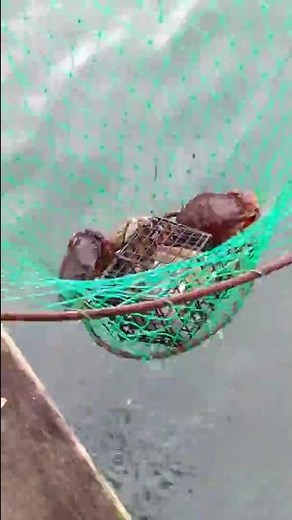 Bodega Bay Catching Crab from Pier