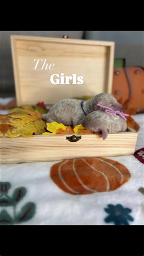 Mini Poodles Available for Adoption in Alabama