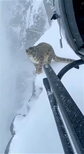 Snow Leopard Leaps onto Helicopter Skid to Escape Avalanche ❄️🚁 #Shorts