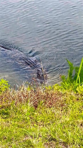 🐊 Gator Invisible Mode: Activated. #Alligator #Gator #Wildlife #Nature #Animal #reptiles