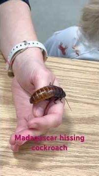 Madagascar hissing cockroach.