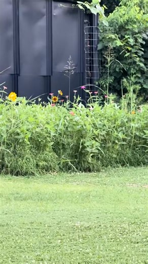 I found this weird thing in the pasture and what not - 7525262747827850551 . #butterflies | Lawn Care Juggernaut | Facebook