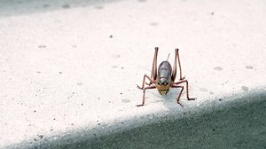 11K views · 66 reactions | An outbreak of Mormon crickets has the community of Arlington banding together to control the insects. | East Oregonian | Facebook