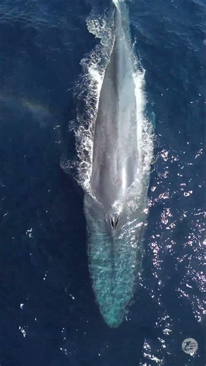 It’s Endangered Species Day! Please make choices that continue to help protect these amazing animals