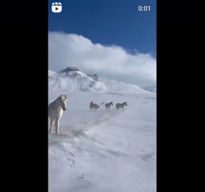 Icelandic Horses in Winter Wonderland