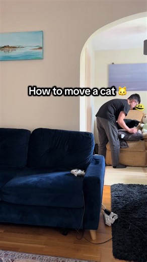 Tutorial: how to move a cat properly #meow #pet #diy #removals #home
