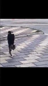 Cat Reflexes 😻✨ | Cat Talent Compilation #shorts #catskills #catreflexes #viral