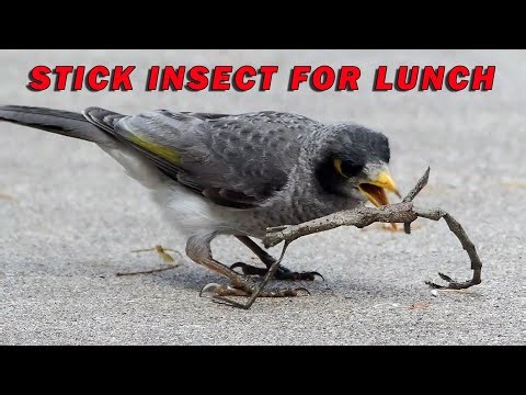 A Noisy Miner captures Stick Insect for lunch.