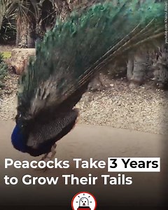 Peacocks 🦚 are very unusual birds. And although everyone adores them, they are not as simple as they seem. For example, although few people have seen them do it, they can fly. There are also several species of them. Let’s dive into their world for a few minutes. | Sunday Roast