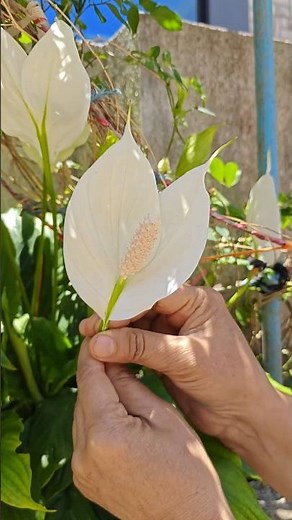 🌿Repotting My Peace Lily into a New Pot | Plant Care Tips #peacelily #plantcare #gardening