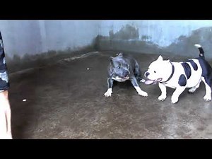 1ª inseminación American Bully "La Madraza"