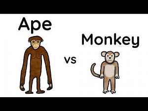 Monkeys vs. Apes: What's the difference?