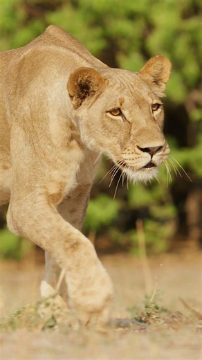 Locked On Focus: The Silent Approach 🦁🎯 #hunting #lion