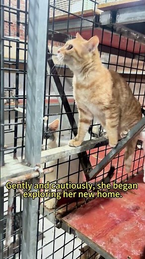 Rescue Cat Story — An Abandoned Orange Cat Takes His First Safe Steps Rescue Cat Shelter