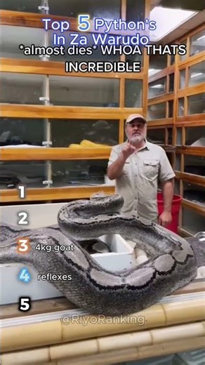 Ranking the Biggest Pythons on the Planet #snakes #wildlife