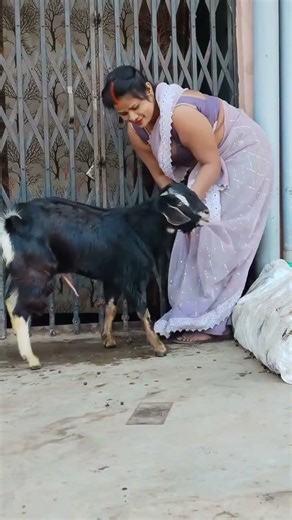 “Farm Drama: Buck Challenges the Boss Lady! 🐐🔥” #lifeisbutadream #animals #agribusiness #farming
