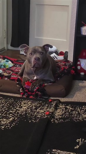 Dog and Bunny Playtime: A Comedic Encounter