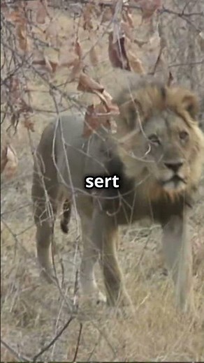 Le cri du lion: 8 km de puissance!
