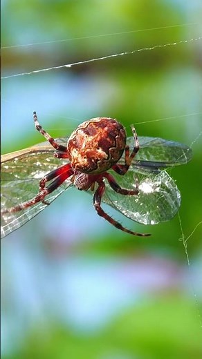 Spider Wraps Its Prey – Intense Dragonfly Encounter #dragonfly #spider #nature
