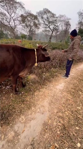 🐮 cow rush #animalfarmpuppy #cows #desicow #labrador