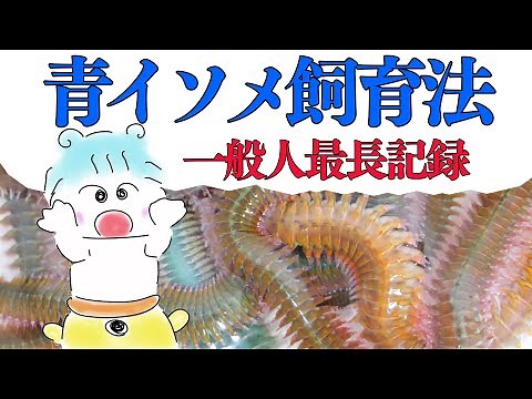 アオイソメ（青イソメ）の長期飼育・保存法ー東大生が論文に基づき解説（初心者も簡単）