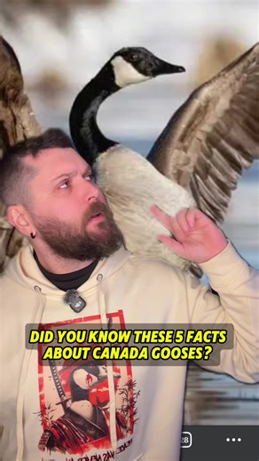 5 facts about Canada Gooses · #canada #canadian #jokes #funny #satire | Canada Goose