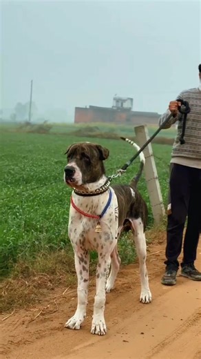 BK WORLD (@bkworld77)’s videos with original sound - Pak Social Media