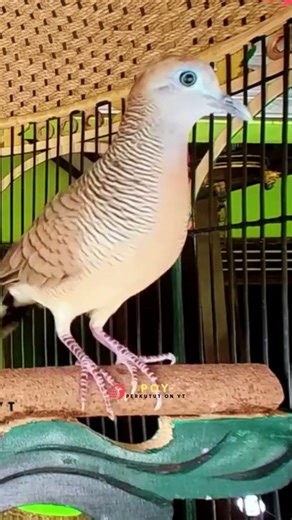 Zebra Dove Call – Relaxing Bird Sounds 50 | #birds #birdsounds #birdsoundscape #birdsong #animals