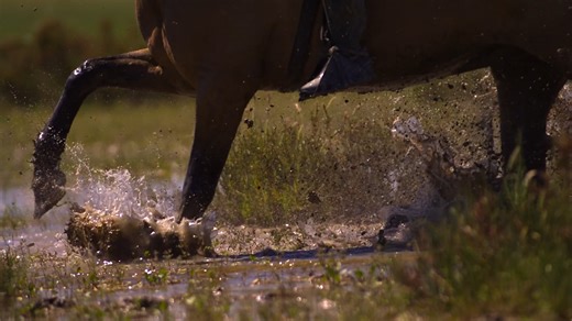 Mesteño el caballo de las marismas que conquistó América