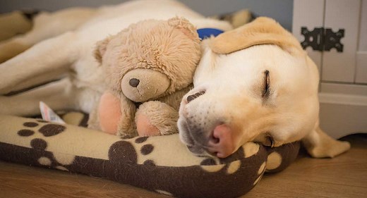 Ear Problems In Labradors - The Labrador Site