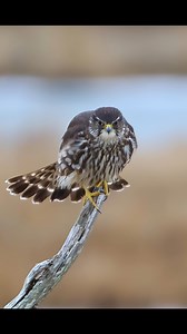 7.3K views · 82 reactions | Beautiful Merlin stretching !!! Merlin’s are one of the smaller falcons !!! While not as fast as a peregrine falcon they are still incredibly fast reaching speeds up to 50mph #canonr1 #beautifulanimals #birds #wildlife #merlinfalcon | samrinophotography | Facebook