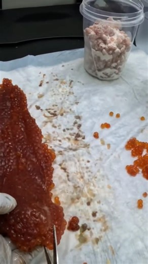 How To Store Cured Salmon or Steelhead eggs in borax in 15 sec. #fishingtips #salmoneggcures