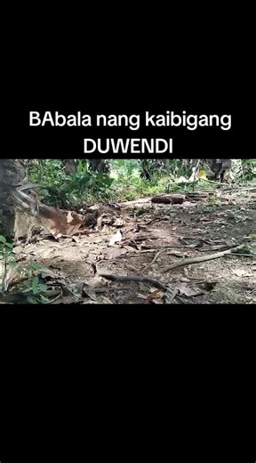 ‏#creatorsearchinsights