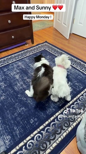 Max the Maltese and His Cat Best Friend