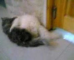 ليلة الدخلة