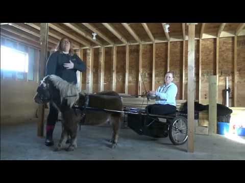 Miniature Horse Driving Basics