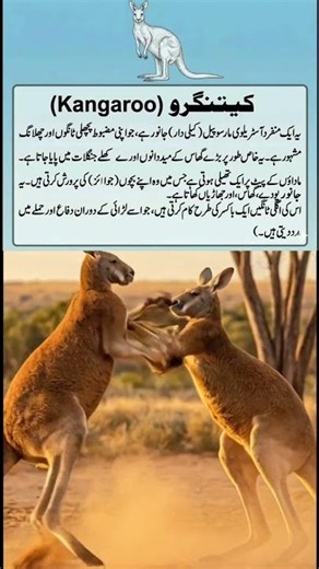 “Cutest Kangaroo Baby Moment Ever ❤️🦘”#Kangaroo #CuteAnimals #BabyAnimals #NatureLove #Wildlife