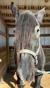 78 reactions · 9 comments | Has he convinced you yet? ❓What was your favorite style?  #nonprofit #adaptiveriding #therapeuticriding #specialmethodsinlearningequineskills #volunteer #smilesherd #darienwi #funfriday #hairstyles #horse | S.M.I.L.E.S. Special Methods in Learning Equine Skills | Facebook