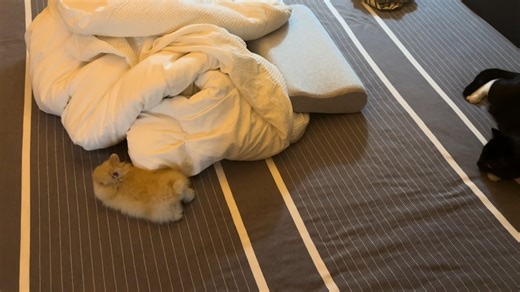 Rabbit runs circles around cat on bed in Jiangsu, China