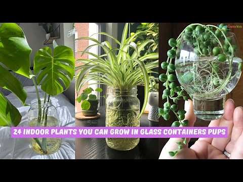 24 Indoor Plants You Can Grow in Glass Containers