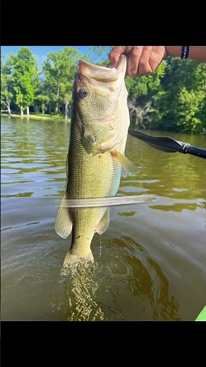 #Bass #BassFishing #BigBass #SpeedWorm #KayakFishing#Fishing with fake bait ￼￼