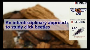 The beetle that's five times faster than a space shuttle