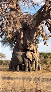 Elephant Finds Shade Under a Giant Baobab Tree 🌳🐘 #viral #elephant #shorts