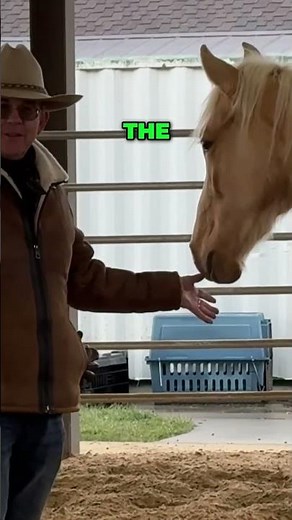 Understanding Horse Human Relationships
