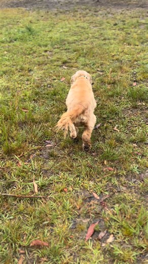 Come and see what fun we had at The Paddocks today! #thepaddockspups #embarkpaddocks #dogslife | Embark Dog Co.