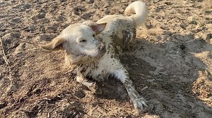 Golden Retriever First Time at the lake and swimming | Golden Retriever Puppy