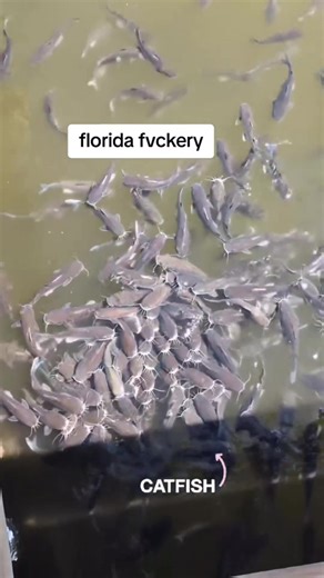 A catfish what? 🧐 | Anthony Rubeo Outdoors