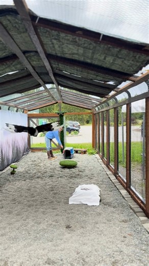 Did you know that each Ambassador Bird has a team of personal trainers who work with them every day? The corvid teams work extra hard, giving Shavila and Zahra two - three training sessions a day to keep those corvid minds engaged! Watch while Shavila works on flying to his kennel from a distance, getting both mental and physical exercise! #personaltraining #kenneltraining #trainingbirds #corvids #magpies #shavilatheblackbilledmagpie | Bird Treatment & Learning Center