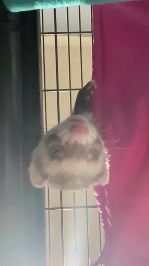 Ferret Daddy on TikTok