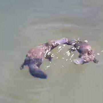 Platypus Mating at Broken River